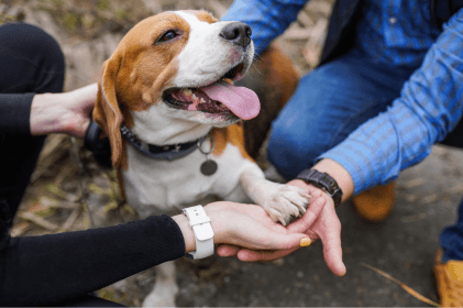 Chien avec ses gardien