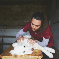 Dr Solène Duvergé ostéopathie vétérinaire